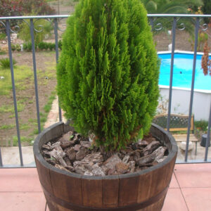 macetero_barrica_con_arbol